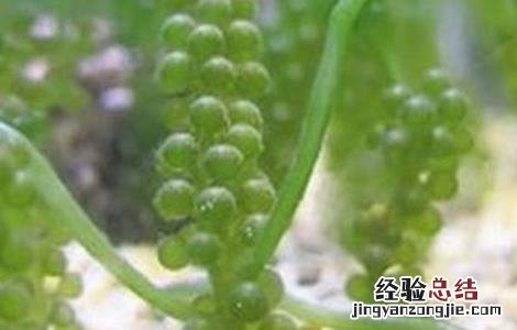 海葡萄生长环境 海葡萄的种植方法