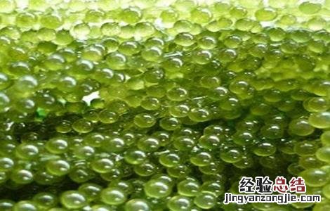 海葡萄生长环境 海葡萄的种植方法