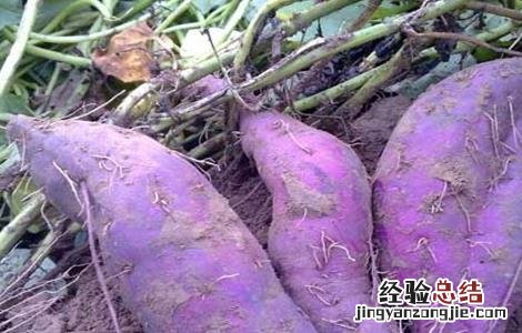 紫薯种植技术与管理视频 紫薯的种植技术