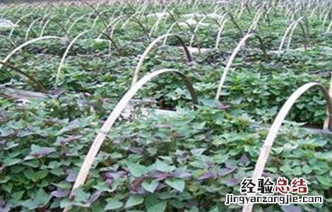 紫薯种植技术与管理视频 紫薯的种植技术