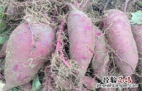 紫薯种植技术与管理视频 紫薯的种植技术