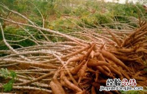 木薯的田间管理 木薯的田间管理措施