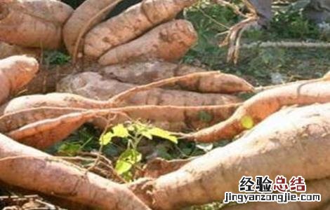木薯的田间管理 木薯的田间管理措施