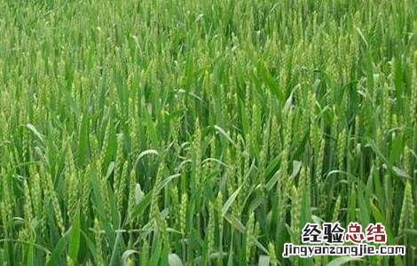 小麦的需肥特点是什么 冬小麦的需肥特点