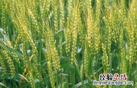 小麦的需肥特点是什么 冬小麦的需肥特点