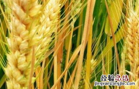 小麦的需肥特点是什么 冬小麦的需肥特点