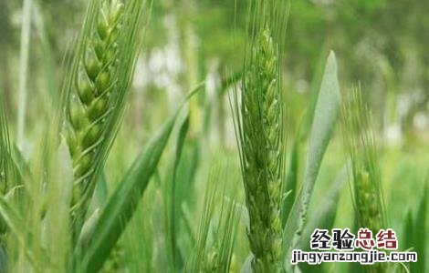 小麦的需肥特点是什么 冬小麦的需肥特点