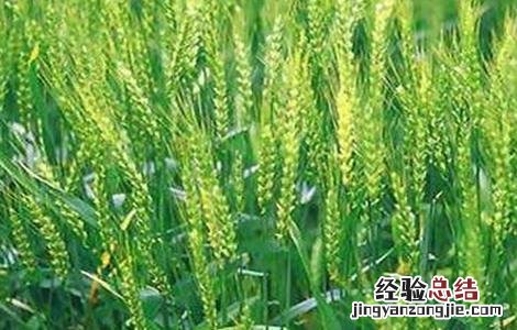 今年小麦播种注意事项 小麦播种时的注意事项