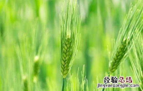 今年小麦播种注意事项 小麦播种时的注意事项