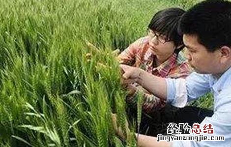 今年小麦播种注意事项 小麦播种时的注意事项