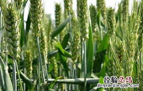 今年小麦播种注意事项 小麦播种时的注意事项