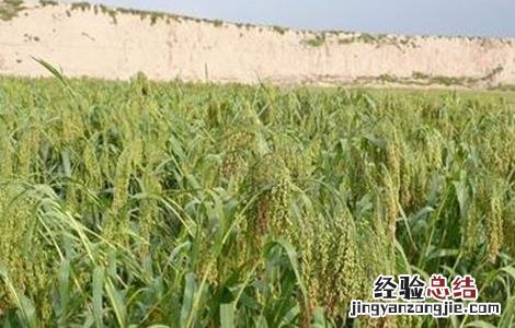 今年小麦播种注意事项 小麦播种时的注意事项