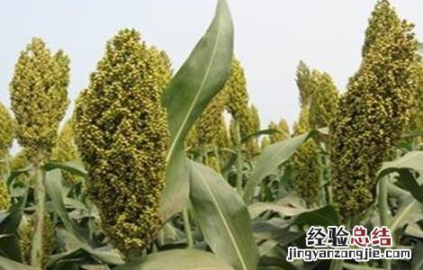 高粱的田间管理 高粱的田间管理应注意哪几点?
