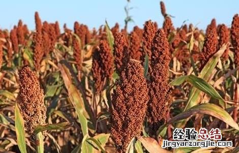 高粱的田间管理 高粱的田间管理应注意哪几点?