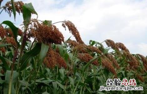 高粱的田间管理 高粱的田间管理应注意哪几点?