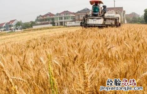 高粱的田间管理 高粱的田间管理应注意哪几点?