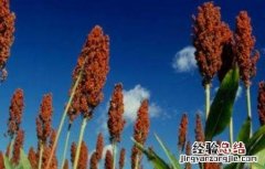 高粱的田间管理 高粱的田间管理应注意哪几点?