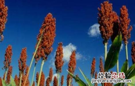 高粱的田间管理 高粱的田间管理应注意哪几点?