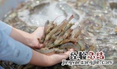 大虾炒菜心的做法 大虾炒菜心的做法窍门