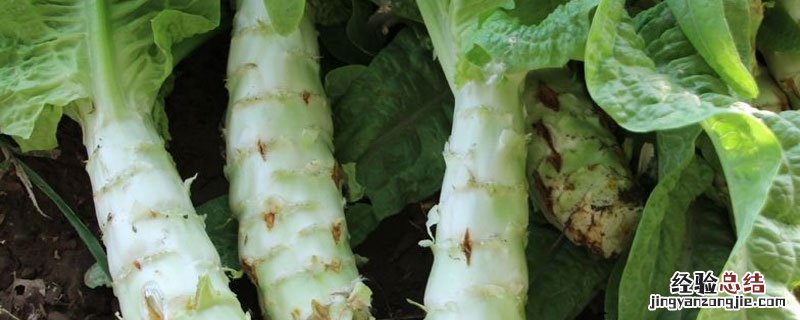 莴笋的叶子是油麦菜吗 莴笋上的叶子是油麦菜吗