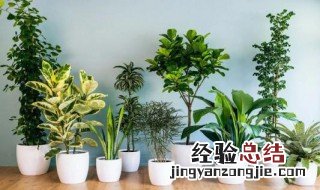 家里养什么花好 家中宜养植物有什么种类
