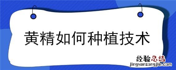 黄精如何种植技术 黄精如何种植?