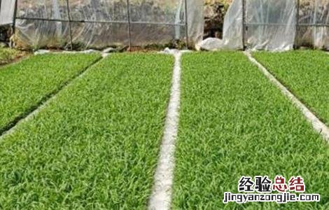 高粱的育苗技术 高粱的育苗技术与管理