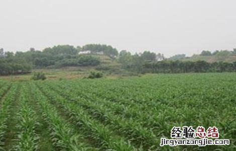 高粱的育苗技术 高粱的育苗技术与管理