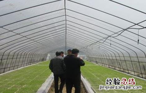 高粱的育苗技术 高粱的育苗技术与管理