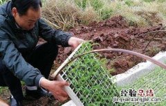 高粱的育苗技术 高粱的育苗技术与管理