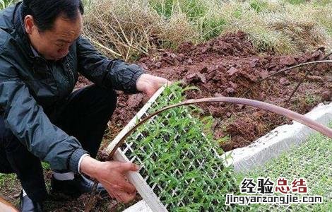 高粱的育苗技术 高粱的育苗技术与管理
