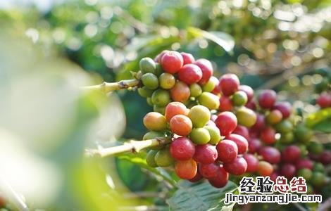 咖啡豆种植方法和栽培注意点 咖啡豆种植的方法