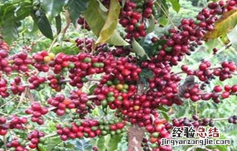 咖啡豆种植方法和栽培注意点 咖啡豆种植的方法