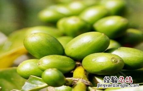 咖啡豆种植方法和栽培注意点 咖啡豆种植的方法
