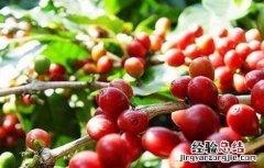 咖啡豆种植方法和栽培注意点 咖啡豆种植的方法