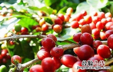 咖啡豆种植方法和栽培注意点 咖啡豆种植的方法
