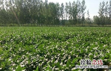 青豆种植的方法有哪些 青豆种植的方法