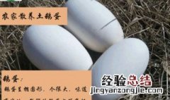 鹅蛋的营养成分及功效作用 蛋鹅的营养价值及功效与作用
