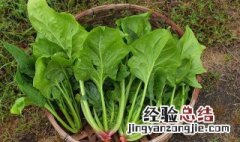 肉酱菠菜的做法视频 肉酱菠菜的做法
