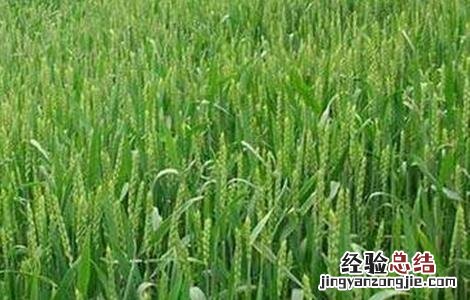 小麦旺长的危害 小麦旺长的原因
