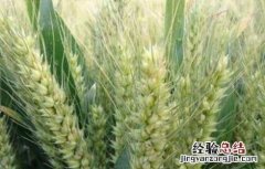 小麦旺长的危害 小麦旺长的原因