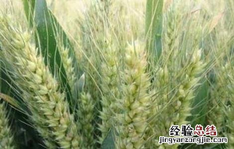 小麦旺长的危害 小麦旺长的原因