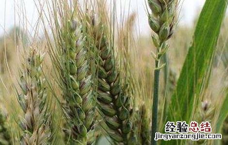 小麦旺长的危害 小麦旺长的原因