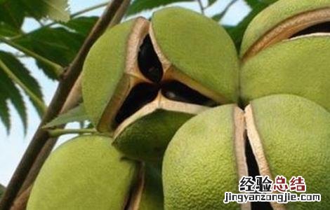 文冠果价格 文冠果价格12月19号
