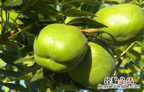 文冠果价格 文冠果价格12月19号