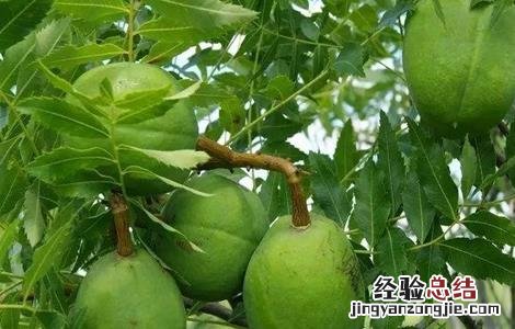 文冠果价格 文冠果价格12月19号