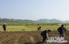 冬小麦种植技术 冬小麦种植技术与管理讲稿