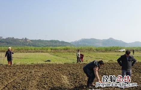 冬小麦种植技术 冬小麦种植技术与管理讲稿