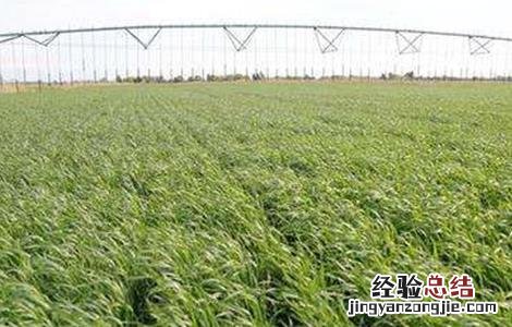 冬小麦种植技术 冬小麦种植技术与管理讲稿