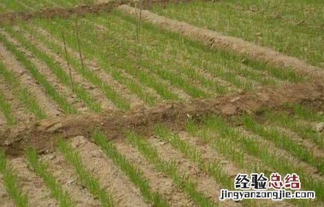 冬小麦种植技术 冬小麦种植技术与管理讲稿